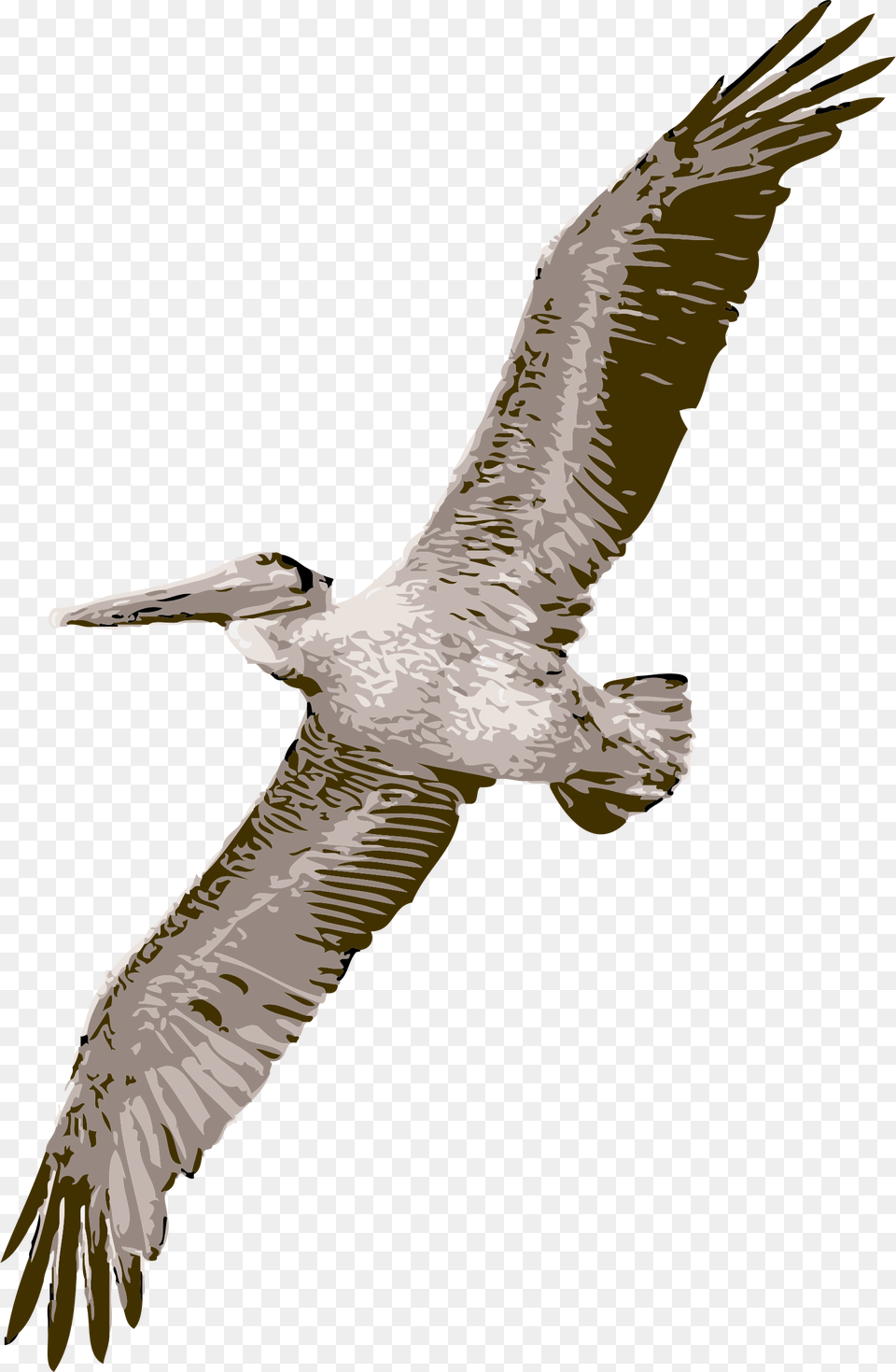 Bird Flying Wings Pelican Feathers Soaring Fly Pelican, Animal, Waterfowl, Beak Png Image