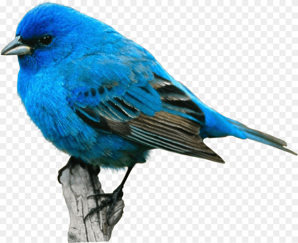 Bird Food Crane Desktop Wallpaper Eastern Bluebird Blue Bird Transparent Background, Animal, Jay, Finch Free Png Download