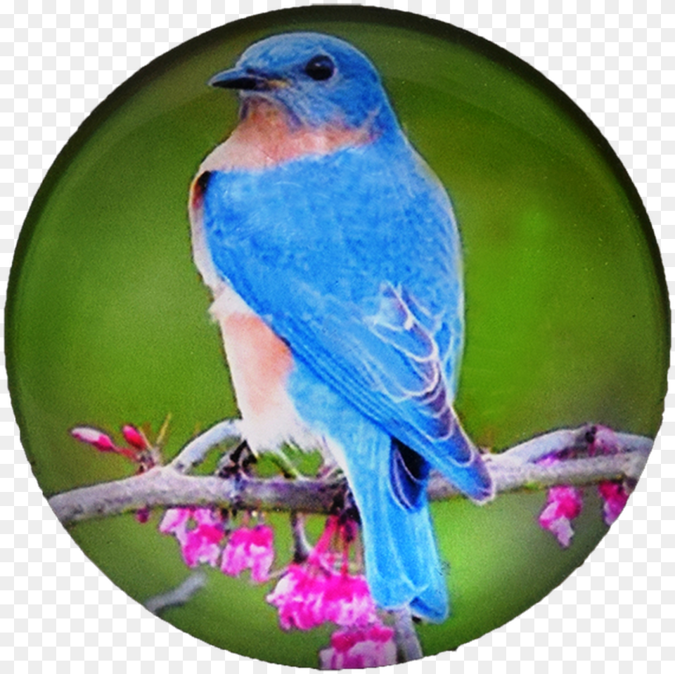 Bird G1000 20 Glass Magnet Blue Bird 50mm Eastern Bluebird, Animal, Blue Jay, Jay Png Image