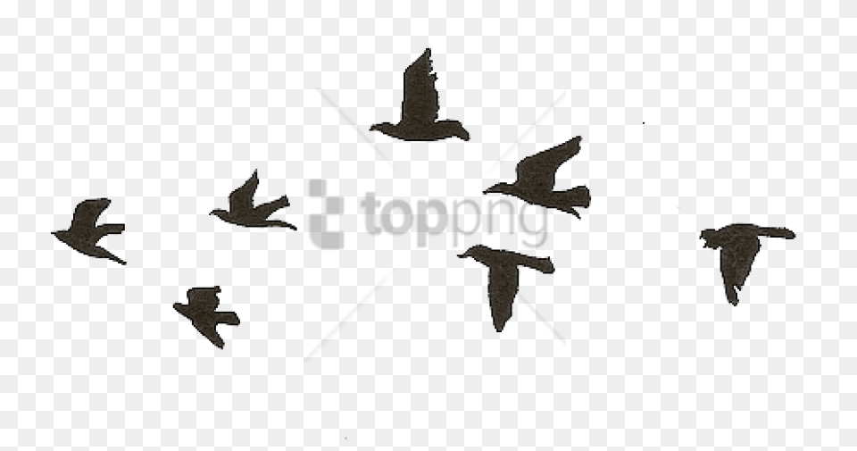 Bird Gif Birds Flying Gif, Animal, Stencil Png