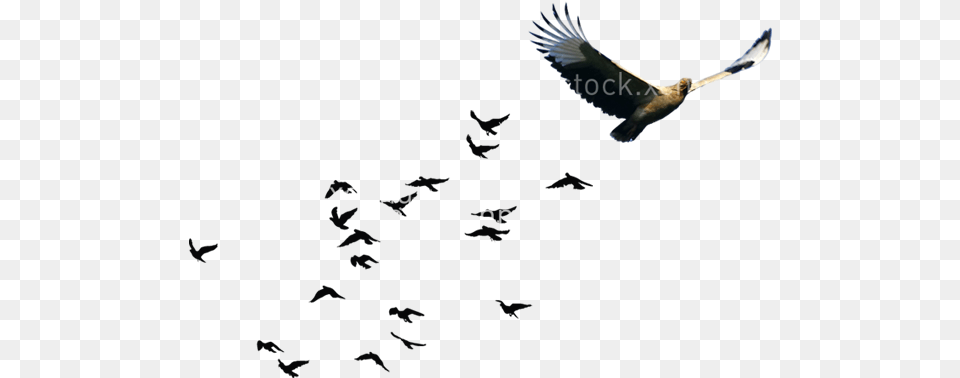 Bird Goose Flock, Animal, Flying, Beak Free Transparent Png
