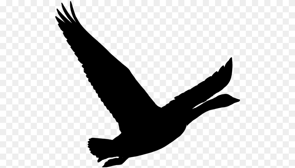 Bird Goose Wild Goose Nature Pet Animal Flying, Gray Free Png