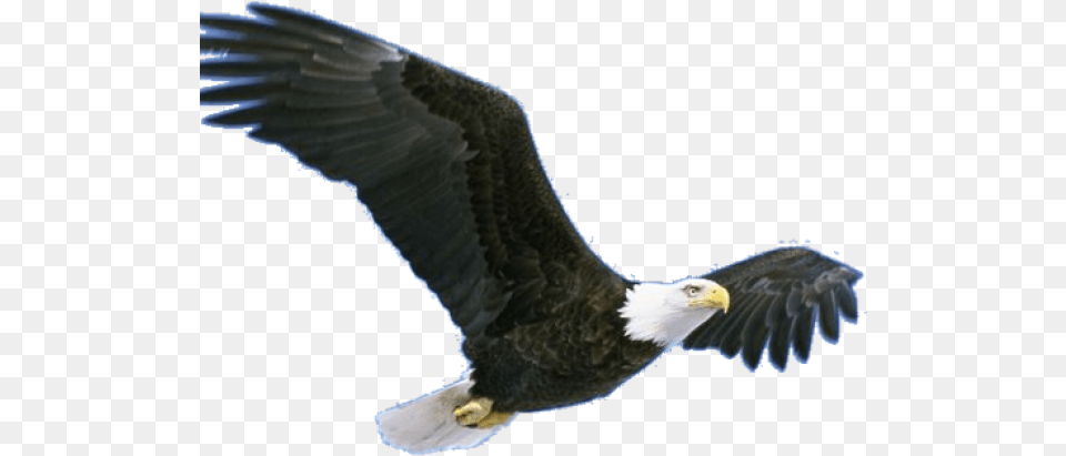 Bird Grand Canyon Animals, Animal, Eagle, Flying, Beak Png Image