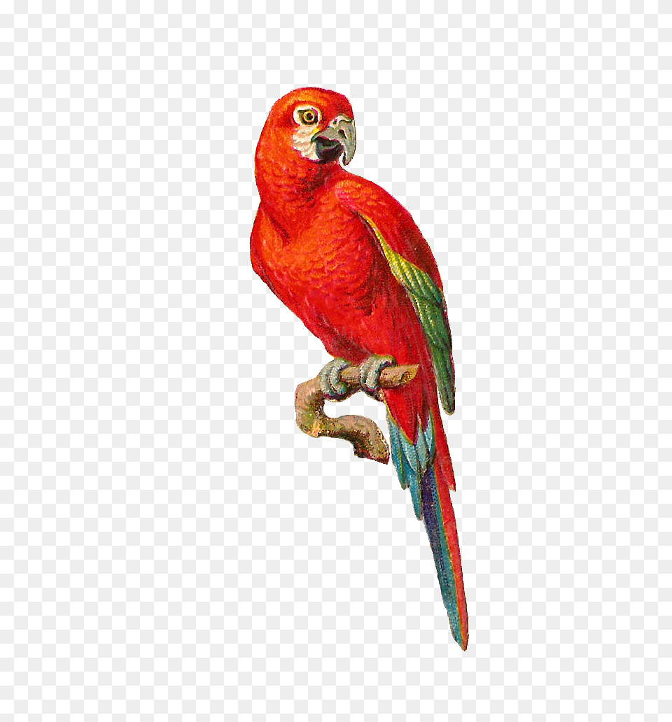 Bird Graphics, Animal, Parrot Free Transparent Png