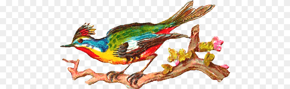 Bird Graphics Free Illustration, Animal, Finch, Beak, Bee Eater Png Image