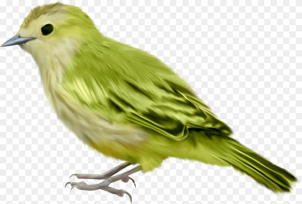 Bird Green Bird Transparent Background, Animal, Finch, Canary, Adult Png Image