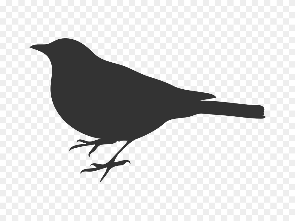 Bird Grey Crow Vector Graphic On Pixabay Bird Silhouette Clip Art, Animal, Blackbird, Fish, Sea Life Free Transparent Png