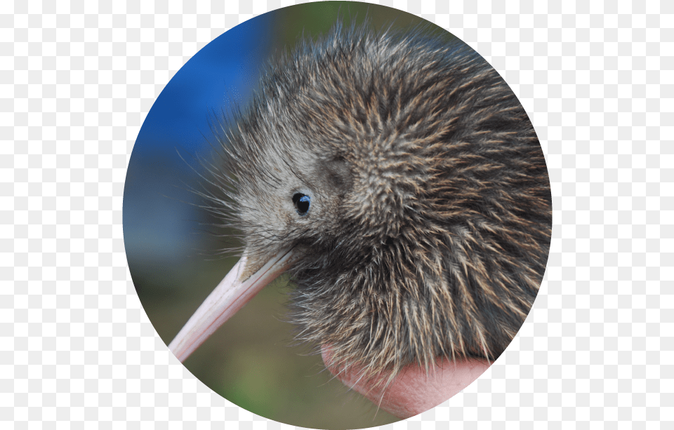 Bird Has Its Nostrils At The Tip, Animal, Kiwi Bird Png Image