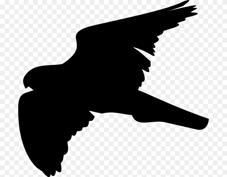 Bird Hawk Shadow Silhouette Computer Icons, Gray Free Png Download