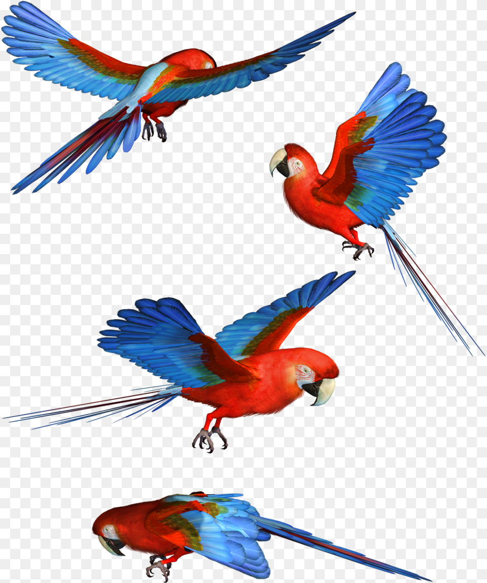 Bird Hd Transpa Pluspng Macaw, Animal, Parrot Free Png Download