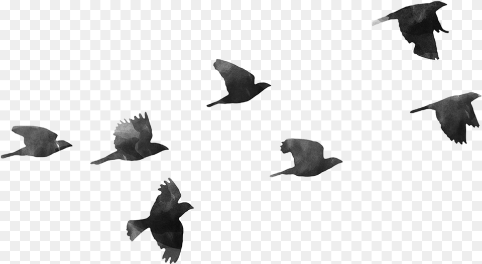 Bird Hd Images Pluspng Background Tumblr Birds, Gray Free Transparent Png