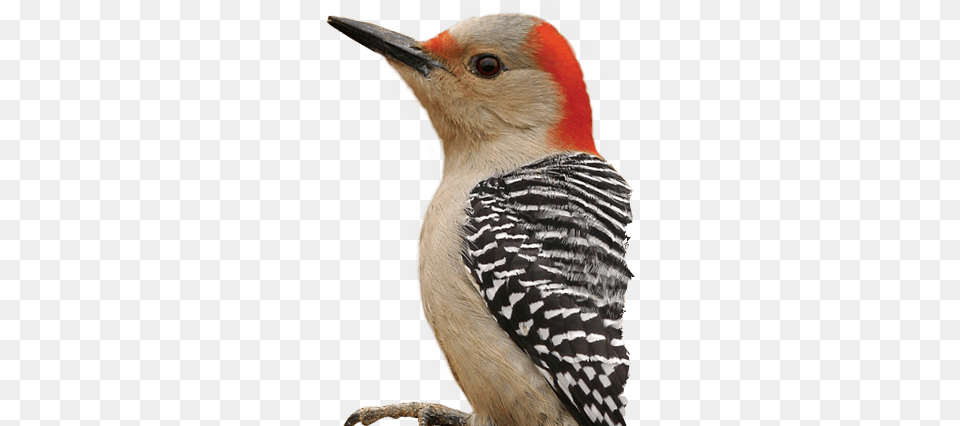 Bird Head Picture Red Bellied Woodpecker, Animal, Beak Free Png Download