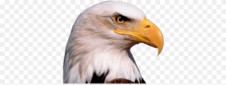 Bird Head Transparent Clipart Eagle Head, Animal, Beak, Bald Eagle Png Image