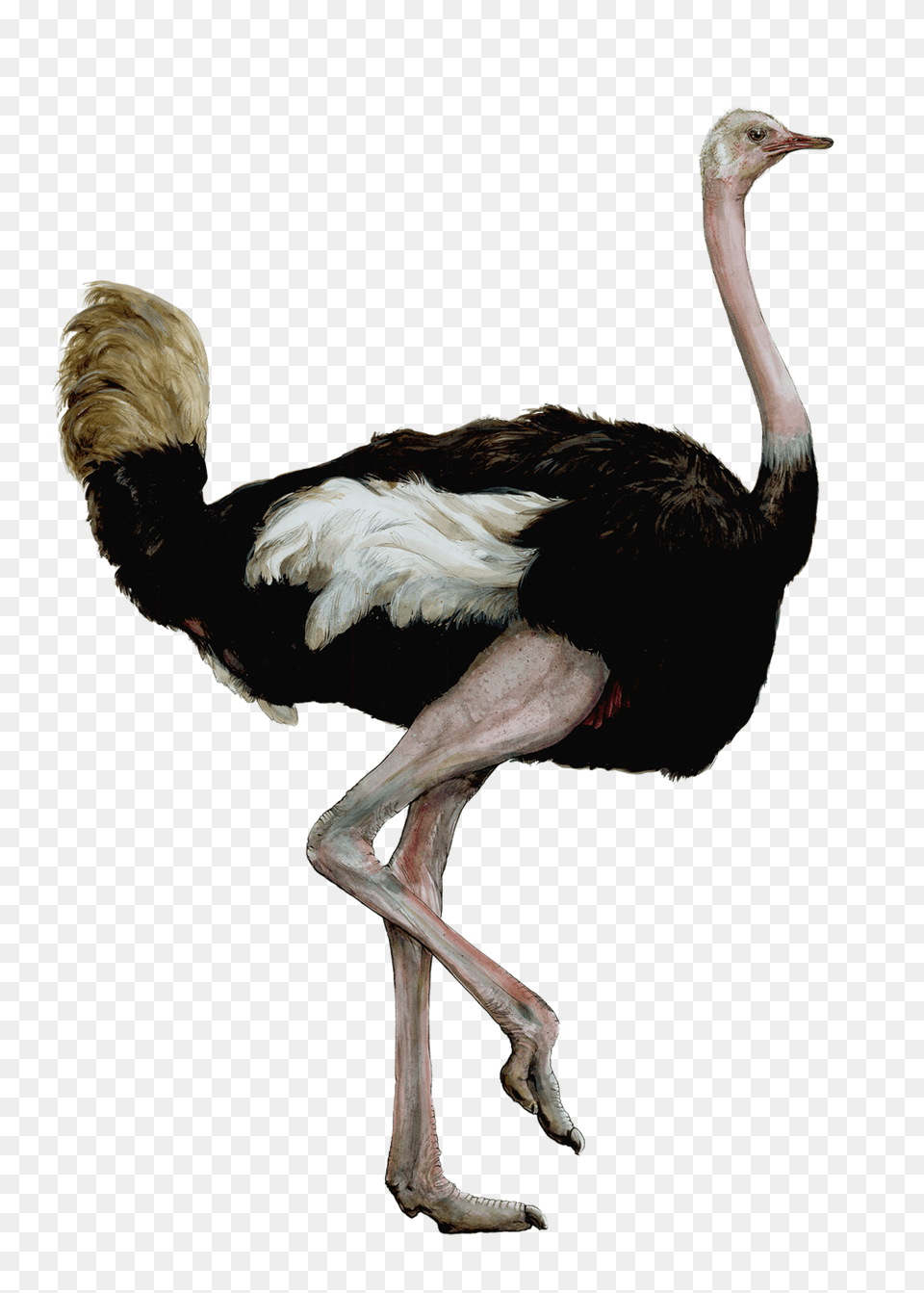 Bird Heights Ericktoussaint, Animal, Ostrich Png Image