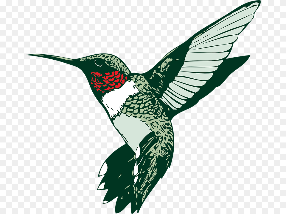 Bird Hummer Hummingbird Vector Graphic On Pixabay Clip Art Of Hummingbird, Animal, Flying Free Transparent Png