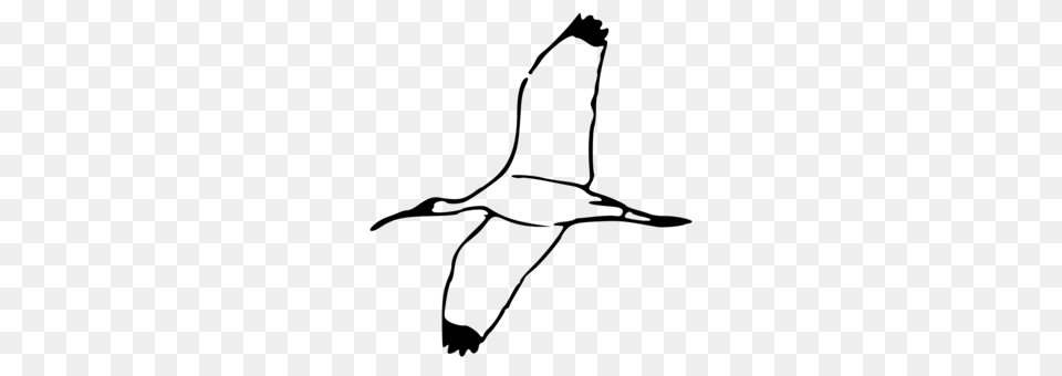 Bird Ibis Parrot Cartoon Drawing, Gray Png
