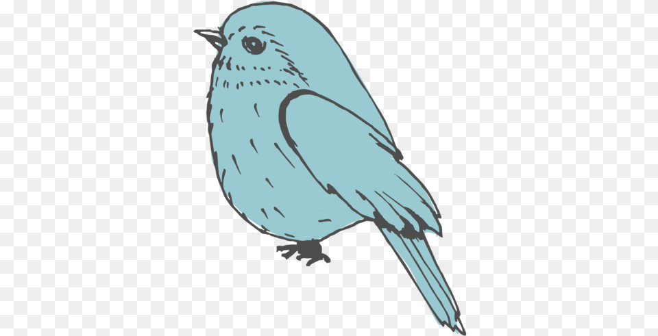 Bird Icon Mountain Bluebird, Animal, Blackbird, Person, Finch Free Png Download