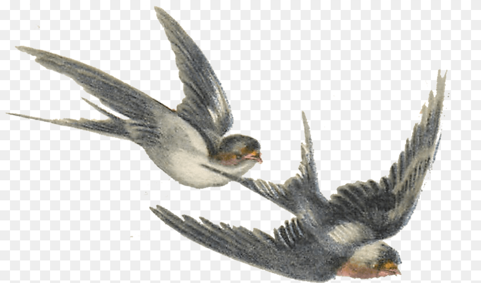 Bird Illustration, Animal, Swallow, Flying Png