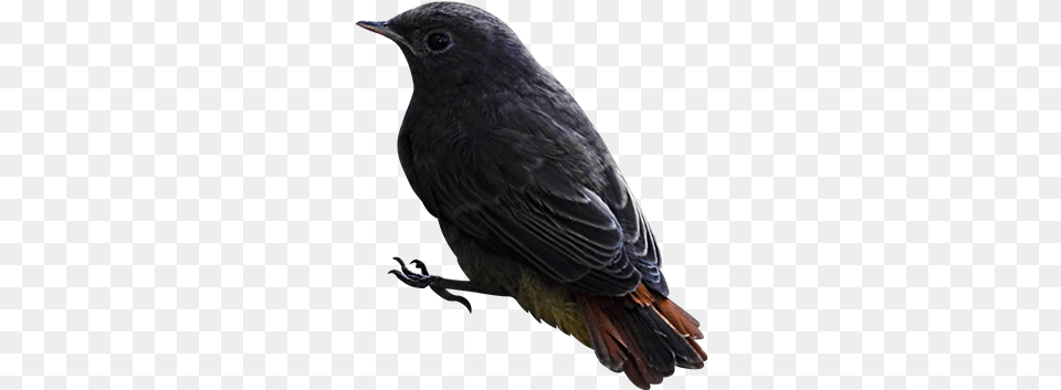 Bird Image With Transparent Background Bird With No Background, Animal, Blackbird, Beak, Finch Free Png