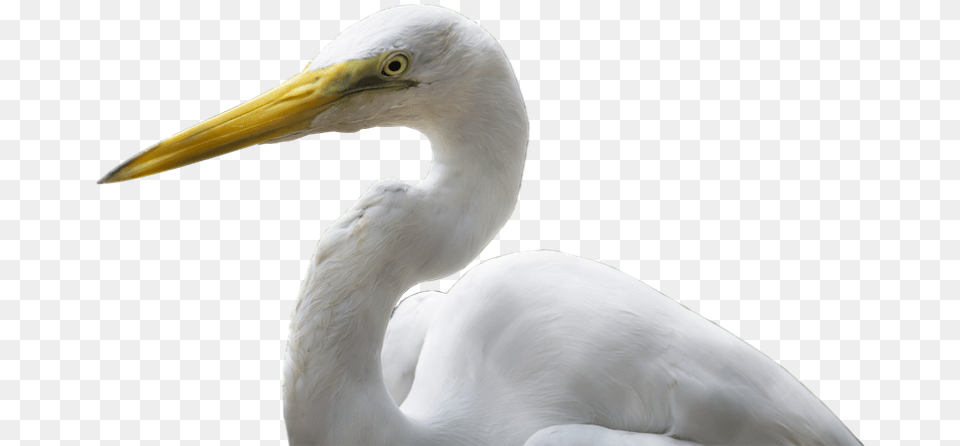 Bird Images Great Egret, Animal, Waterfowl, Beak, Crane Bird Png