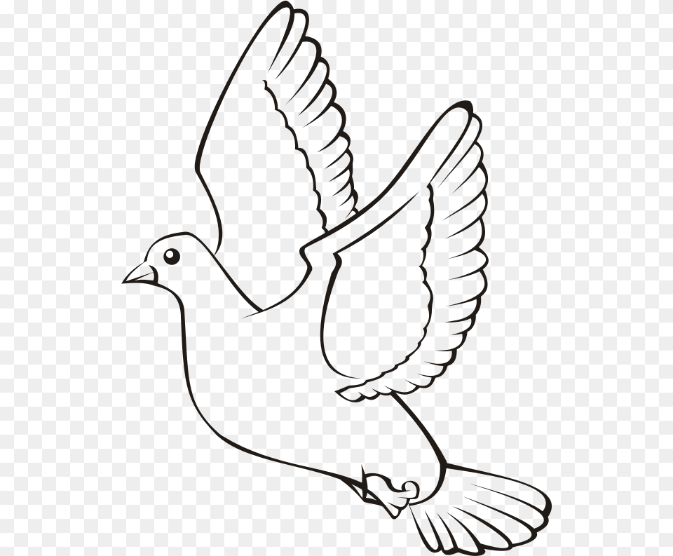 Bird In Flight 4 Outline Picture Of Bird Flying, Animal, Blackbird, Pigeon, Dove Png Image