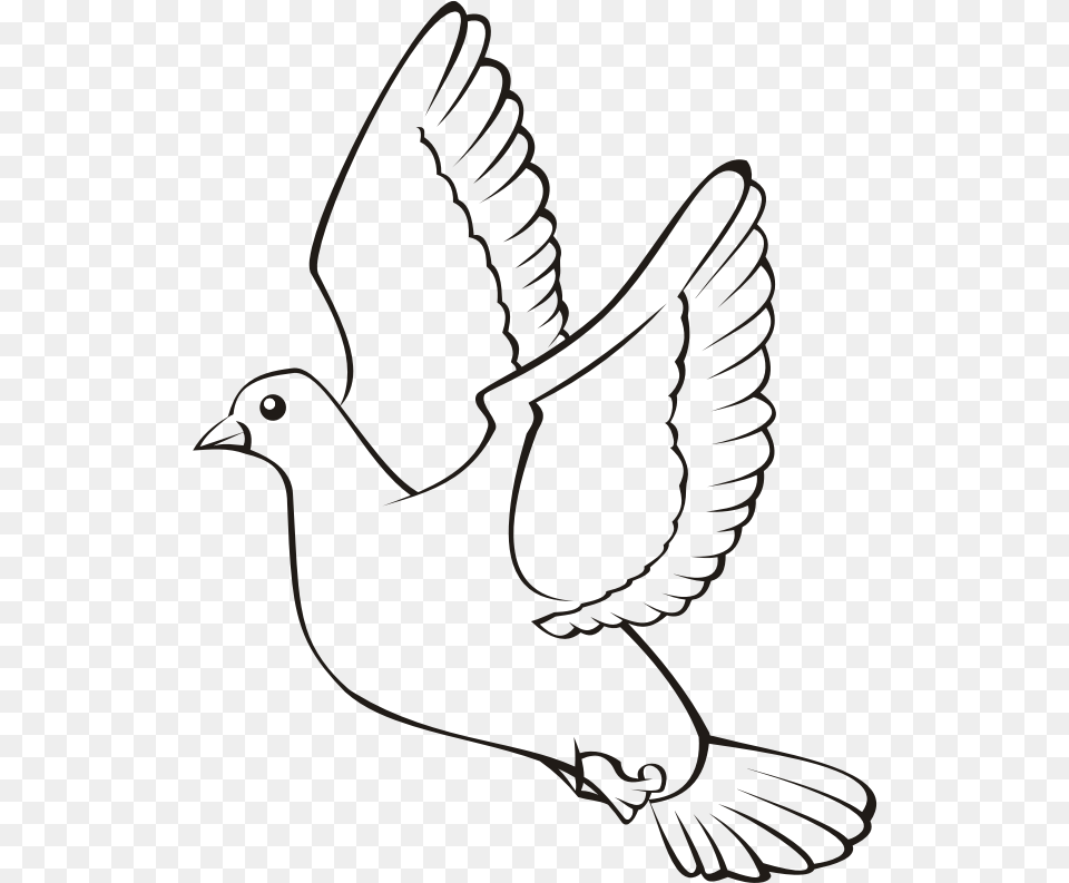 Bird In Flight 4 Witte Duif Kleurplaat, Animal, Blackbird, Pigeon, Dove Png Image