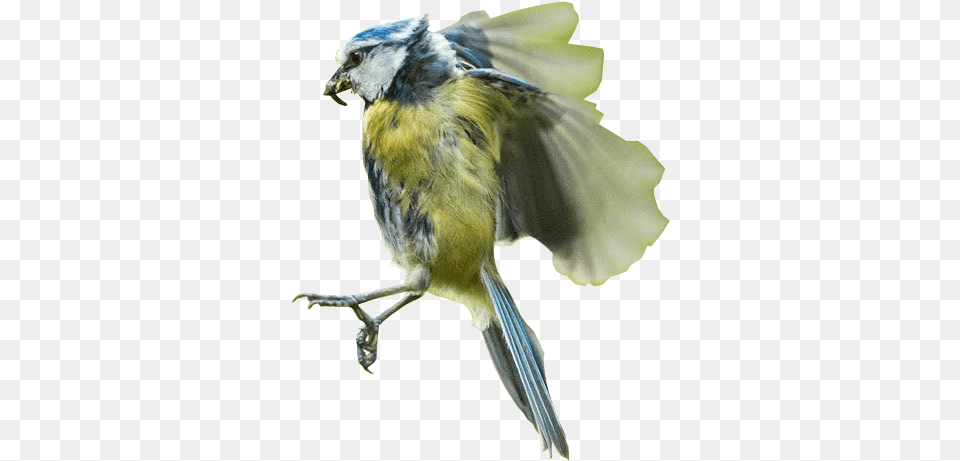Bird In Flight Background Images Background Bird Flying, Animal, Jay, Beak, Blue Jay Png Image
