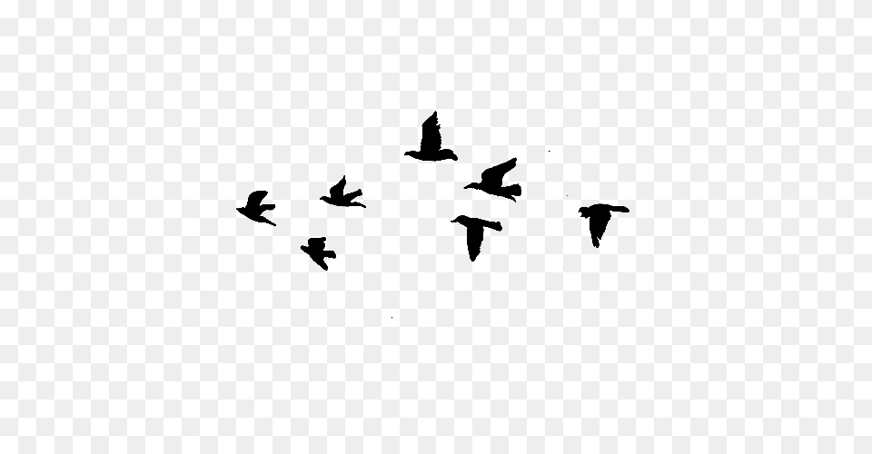 Bird In Flight Hd Transparent Bird In Flight Hd Images, Blackboard Png Image