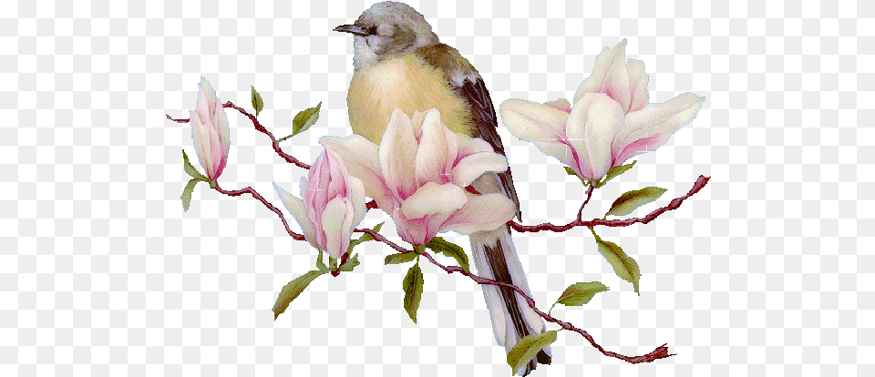 Bird In Spring Pictures Photos And For Facebook Animated Transparent Nature Gif, Animal, Beak, Finch, Plant Free Png Download