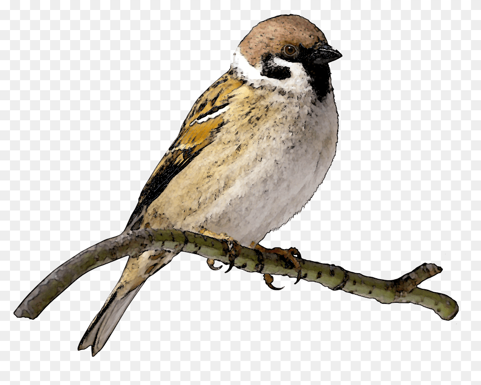 Bird In Tree Clip Art, Animal, Sparrow, Anthus, Finch Png Image