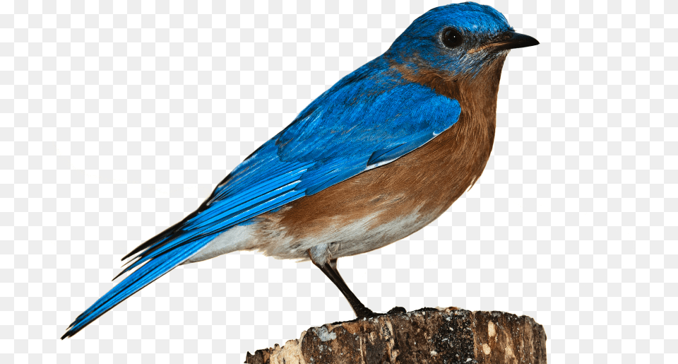 Bird In White Background, Animal, Bluebird, Blue Jay, Jay Png Image