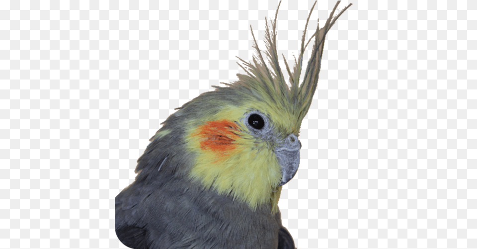 Bird Is Parrots, Animal, Parrot Free Png Download