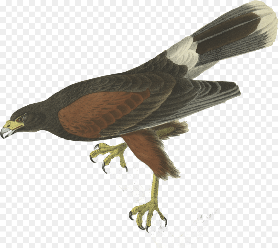 Bird John James Audubon, Animal, Hawk, Buzzard, Accipiter Free Png