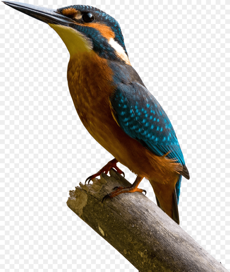 Bird Kingfisher Bill Colorful Nature Branch Windows 10 Phoenix Os, Animal, Beak, Bee Eater, Jay Png