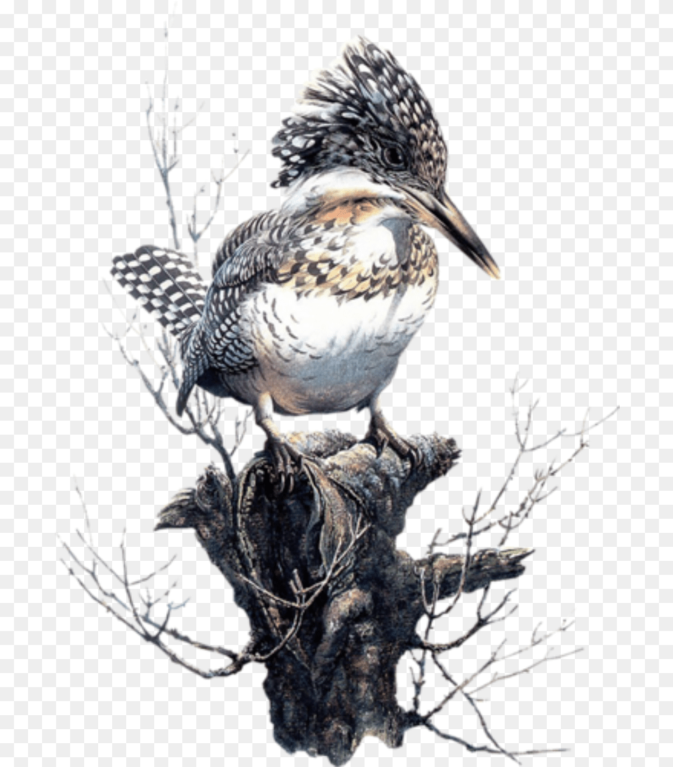 Bird Kingfisher Freetoedit Birds In Art, Animal, Beak Png Image