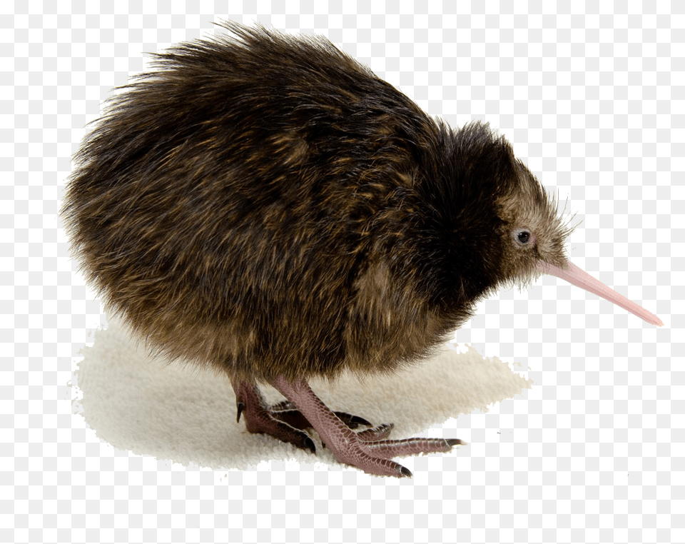 Bird Kiwi Bird Transparent Background, Animal, Kiwi Bird Png Image