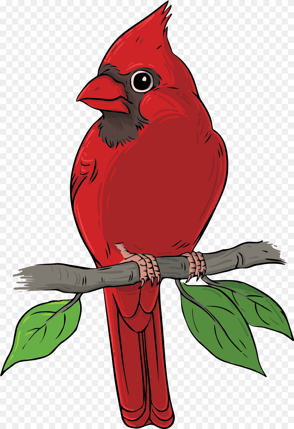 Bird Konfest, Animal, Cardinal, Person Png Image