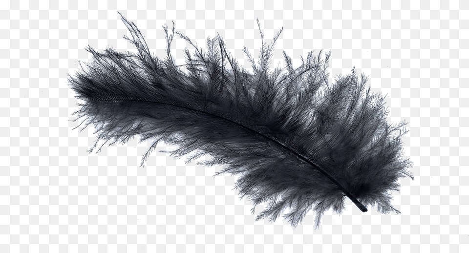 Bird Light Feather Stock Birds Of Paradise Feathers, Ice, Accessories, Nature, Outdoors Png Image