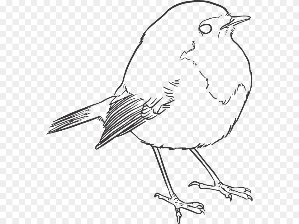 Bird Lineart Lines Drawing Nature Artwork Outline Robin Bird Line Drawing, Animal, Blackbird, Person Png Image