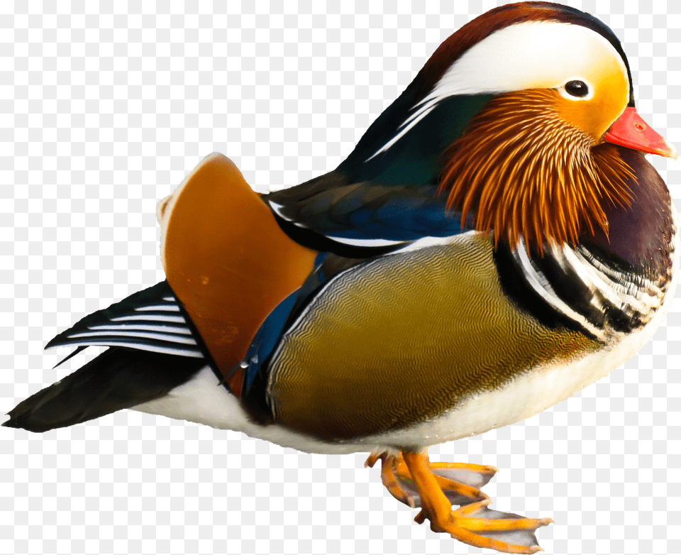 Bird Mandarin Duck Mandarin Duck, Animal, Anseriformes, Waterfowl Png