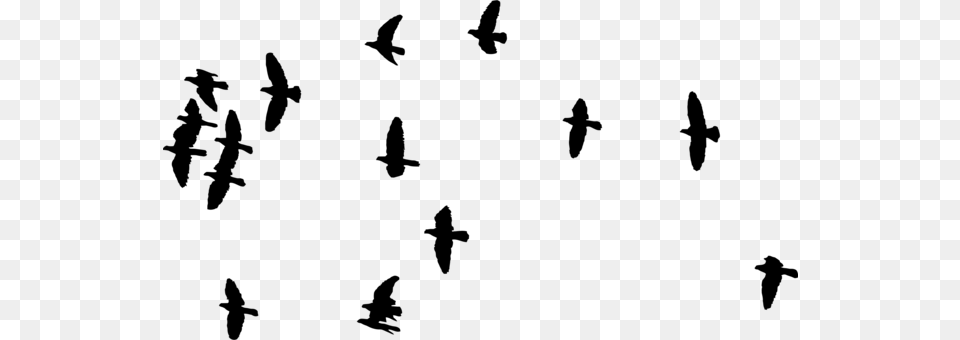 Bird Migration Crane Flock Animal Migration, Gray Free Png Download
