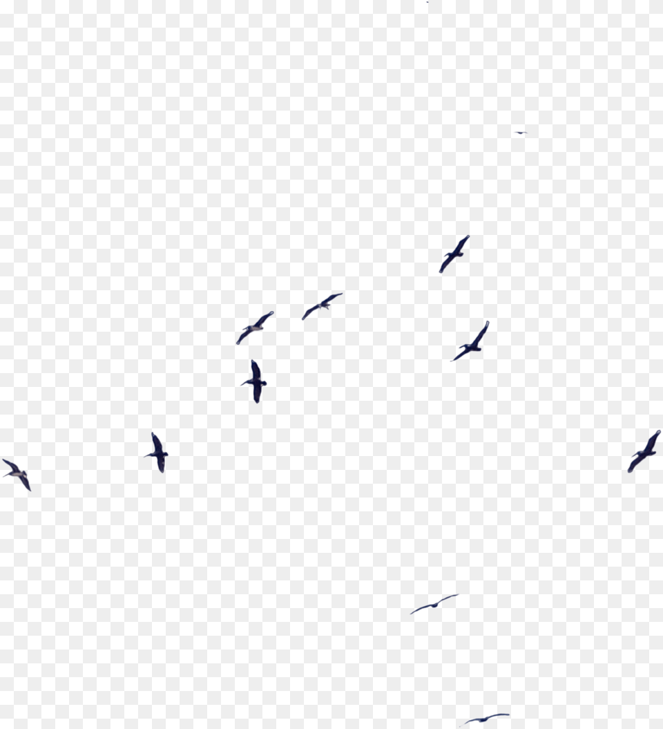 Bird Migration Flock Beak Wing Flock, Animal, Flying Png
