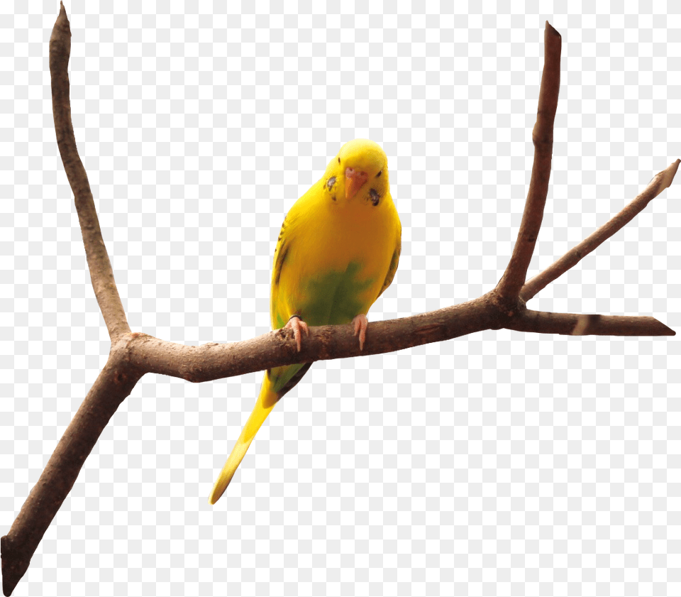 Bird Nature Naturaleza Pajaro Rama Plantas Quran, Animal, Parakeet, Parrot, Finch Free Png Download