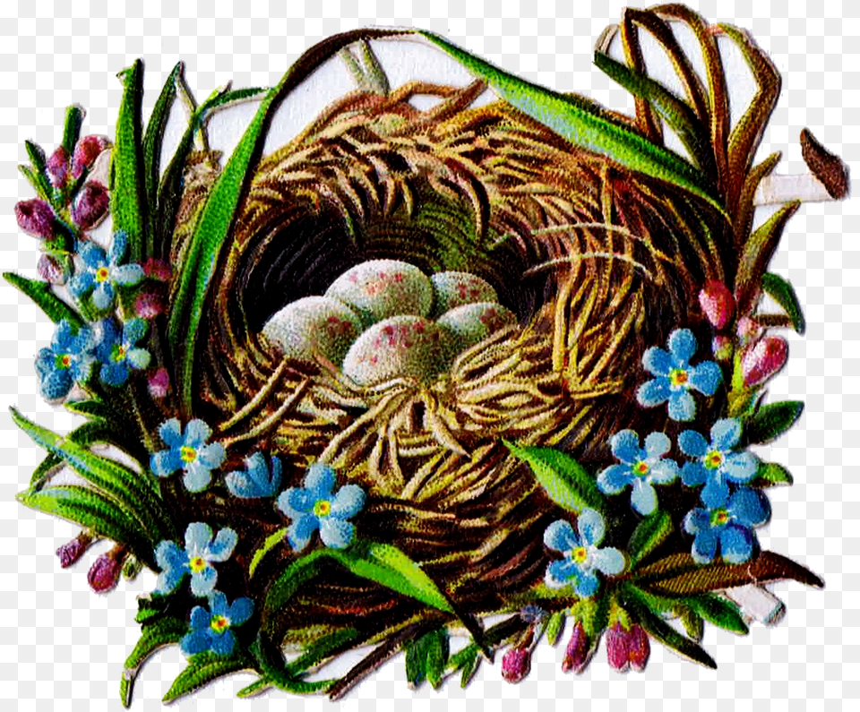 Bird Nest And Egg Graphics Bird Nest, Plant Free Png Download