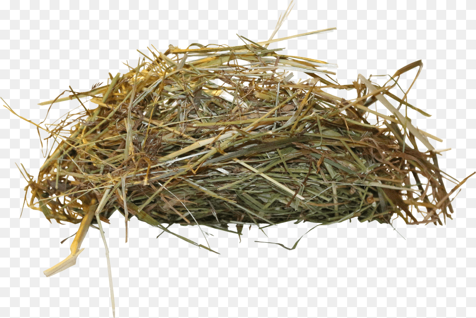 Bird Nest Birds Nest Free Png Download