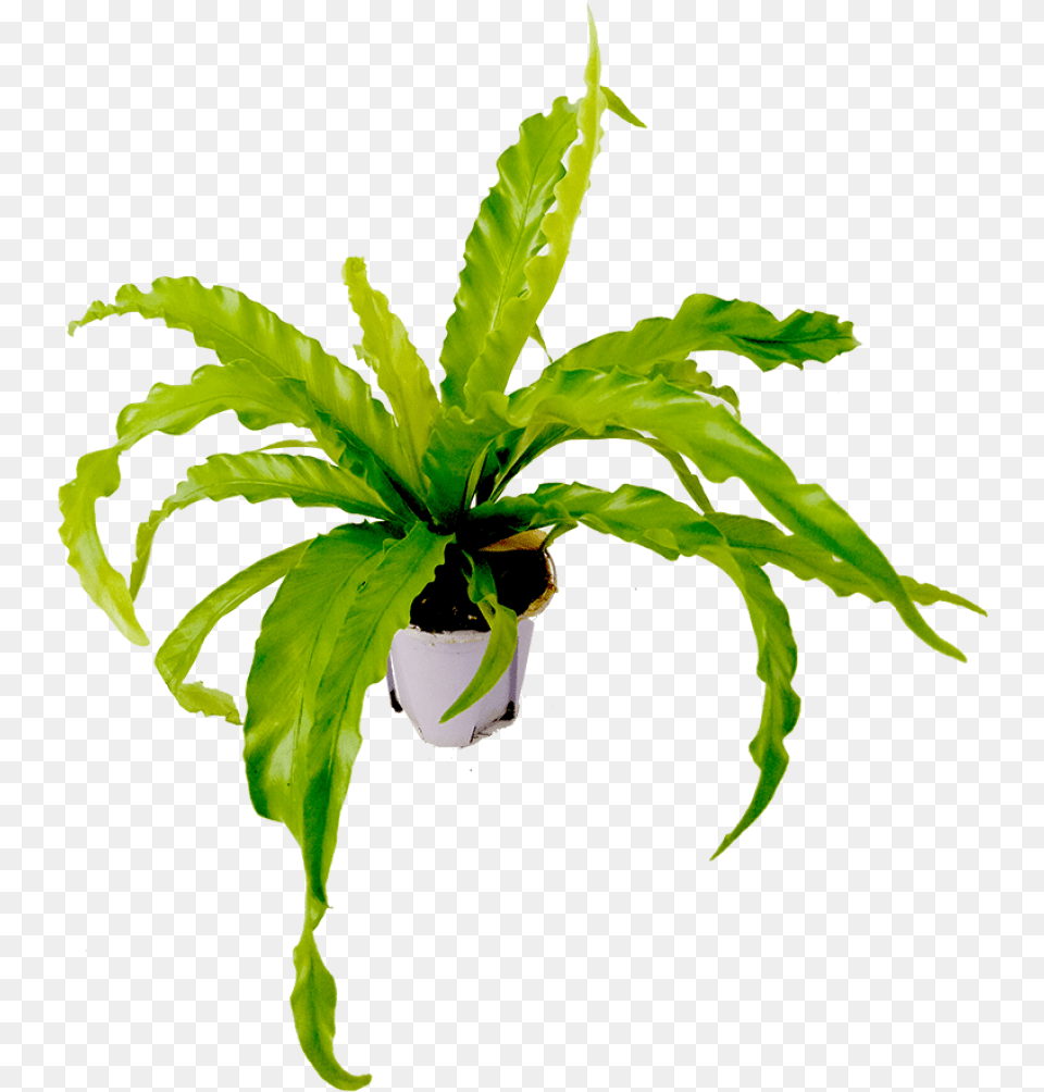 Bird Nest Leaf Full Size Image Pngkit Bird Nest Fern Watercolor, Plant, Potted Plant Free Transparent Png