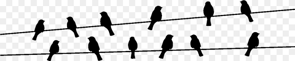 Bird Nest Sticker Electrical Cable Wire Kime Sorsan Nemli Olan Insann Gzelliidir Der, Gray Free Transparent Png