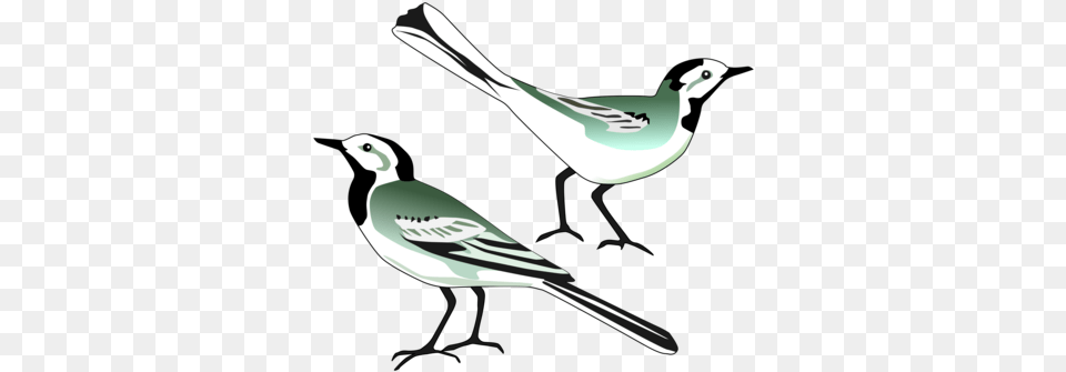 Bird Nest White Wagtail Computer Icons Drawing Wagtail Transparent, Animal, Finch, Stencil, Jay Png