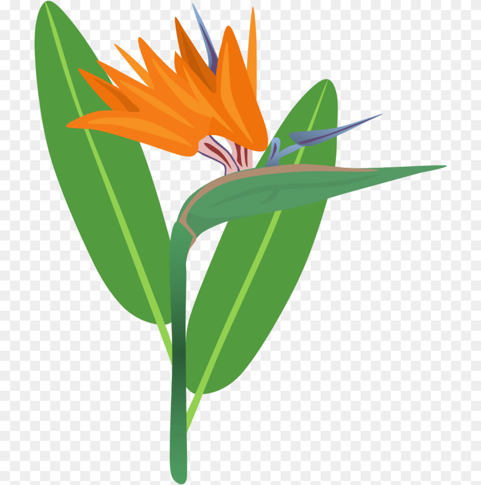 Bird Of Flower For Bird Of Paradise Clipart, Leaf, Petal, Plant, Anther Free Transparent Png