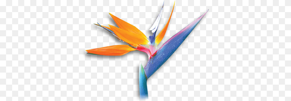 Bird Of Paradise, Flower, Petal, Plant Free Png